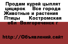 Продам курей цыплят,цицарок. - Все города Животные и растения » Птицы   . Костромская обл.,Волгореченск г.